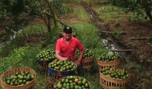 Jeruk Siem Semboro Manis, Namun Masih Tersimpan Rasa 'Pahit' Bagi Petaninya