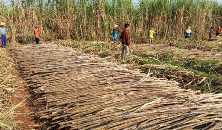 Tradisi Manten Tebu di Jember, Musim Giling Tahun ini Segera Dimulai