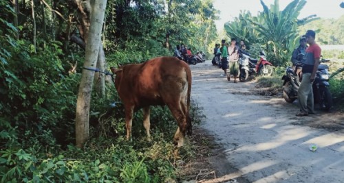 Pencurian Sapi di Probolinggo, Pelaku Dikepung, Sapi Ditinggal
