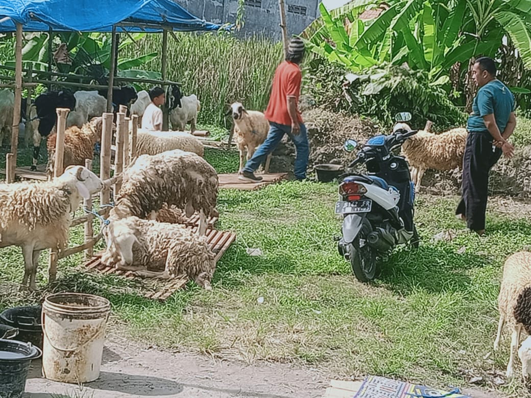 Jelang Idul Adha, Harga Kambing di Bojonegoro Mahal