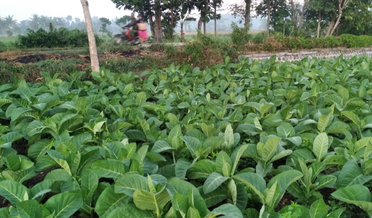 Realisasi Tanam Tembakau di Bondowoso Lampaui Target