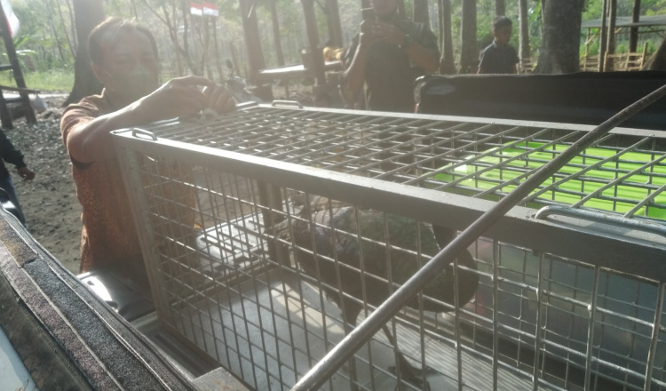 Bripka Hefry Serahkan Merak Hijau ke BKSDA Jember
