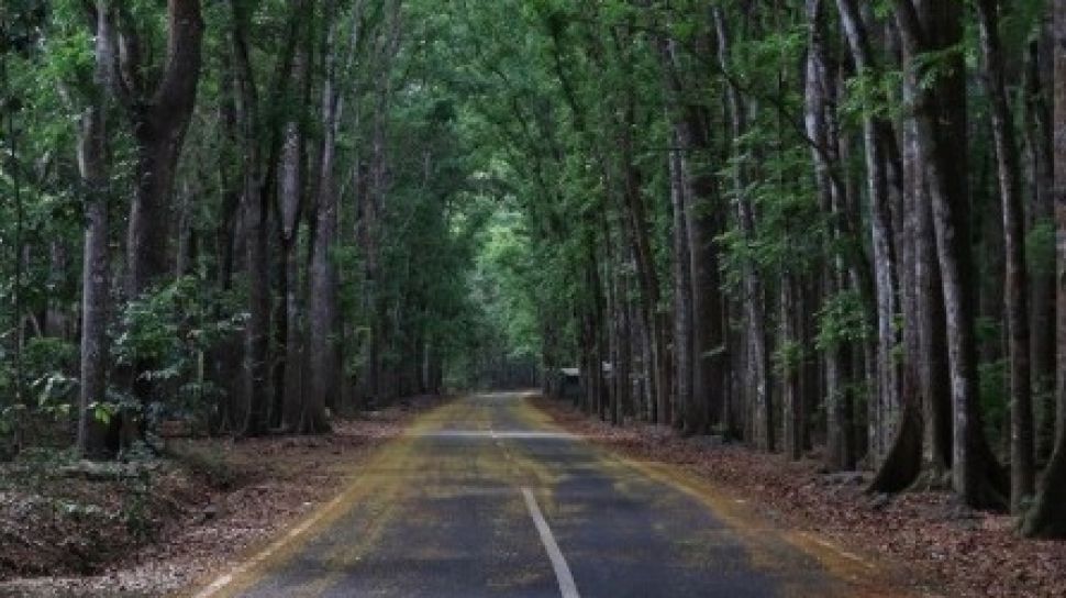 Ingin Berkunjung ke Alas Purwo? Pahami Dulu Pantangannya